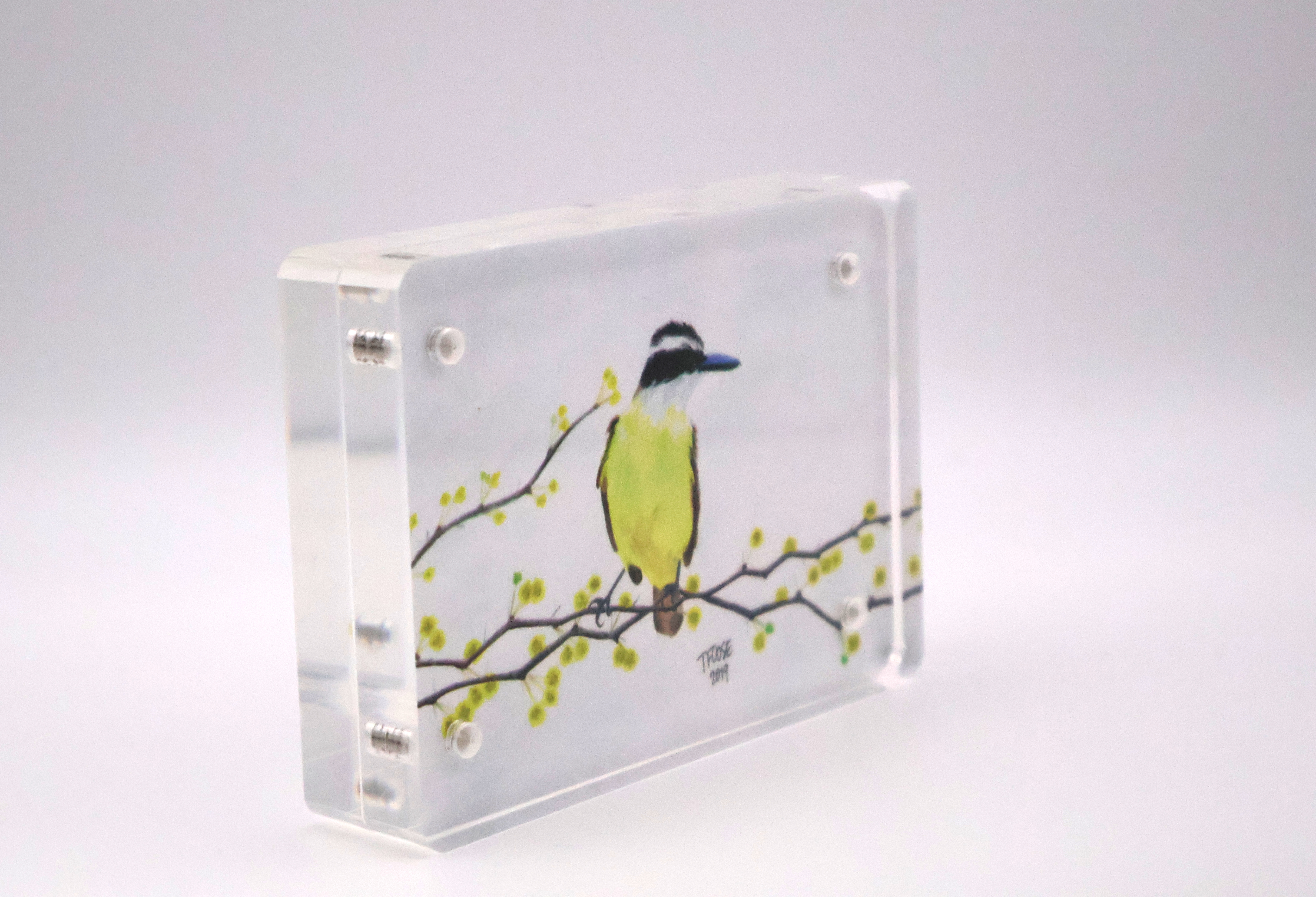 Great Kiskadee Mini Print - Acrylic - Image 2