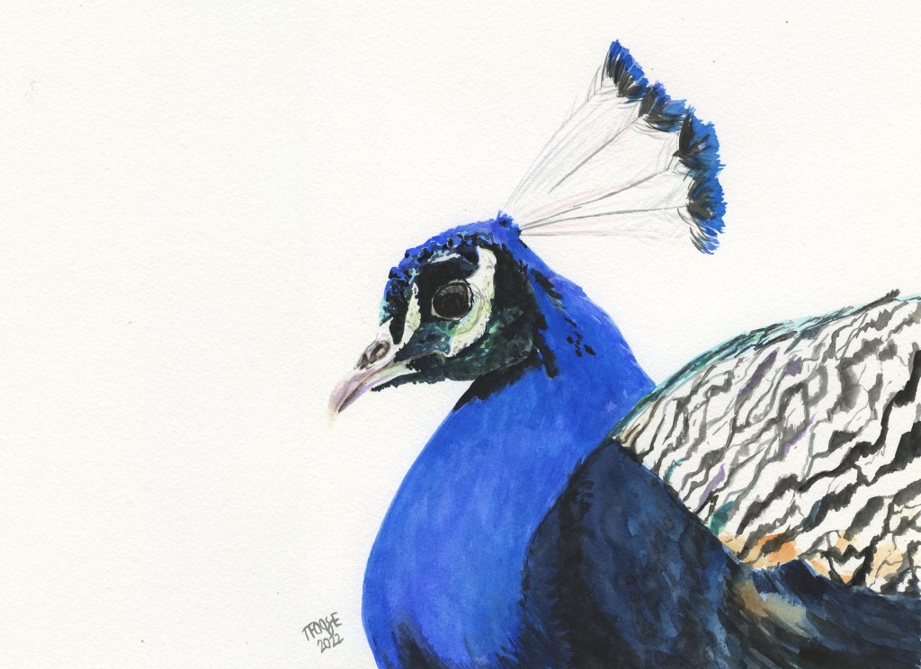 Sitting Peacock