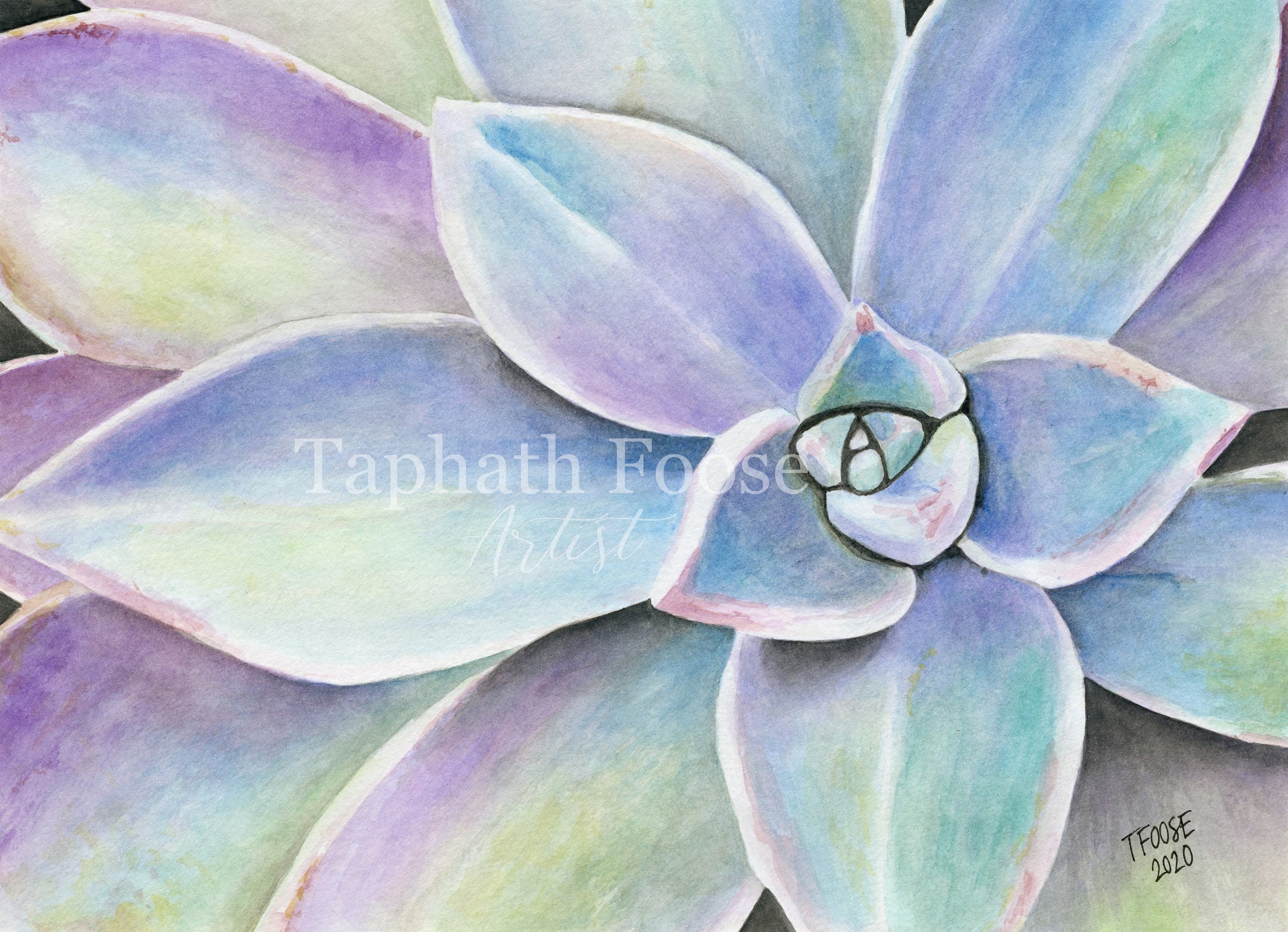Graptoveria Succulent - Image 1