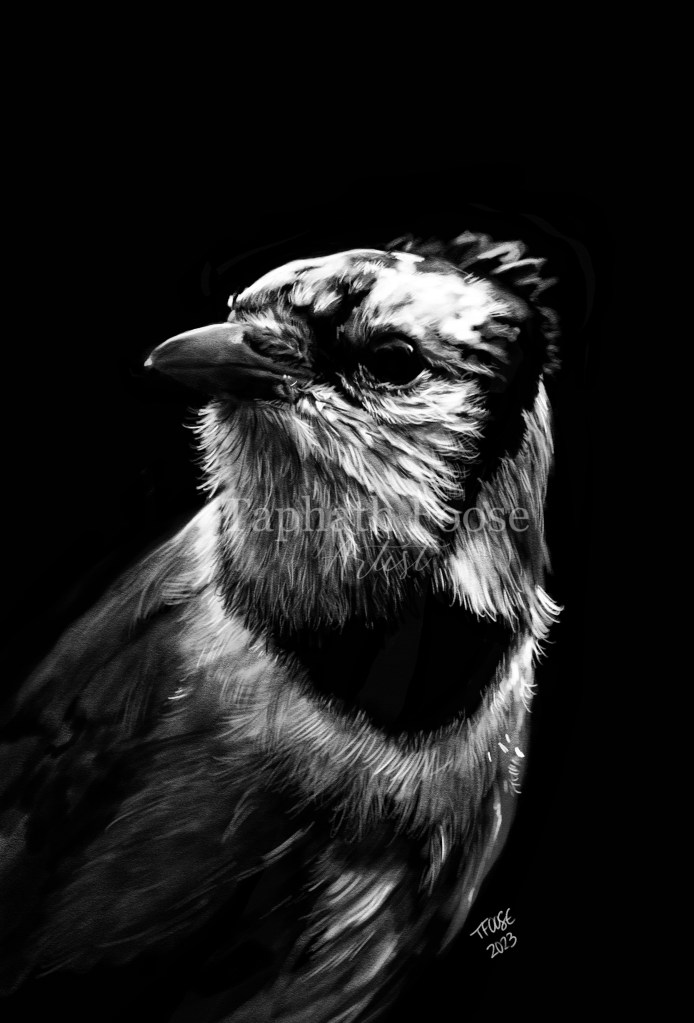 Blue Jay in the Shadow