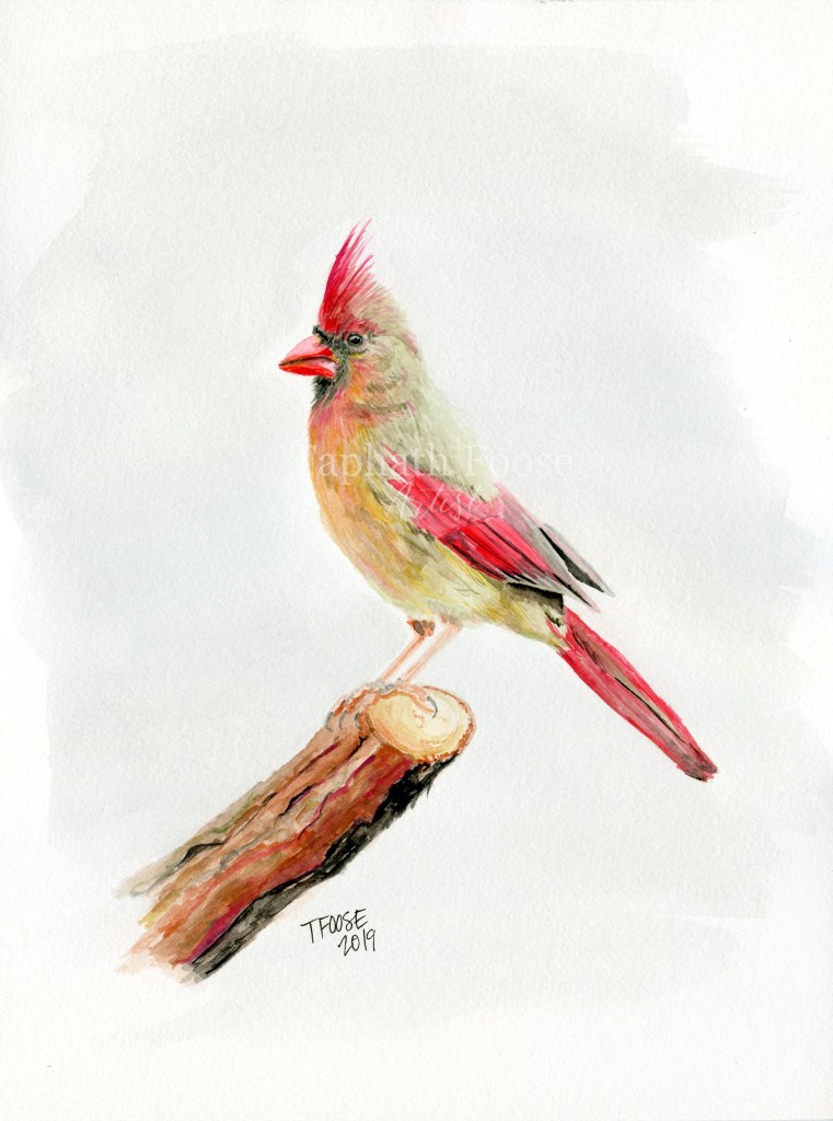 Female Cardinal