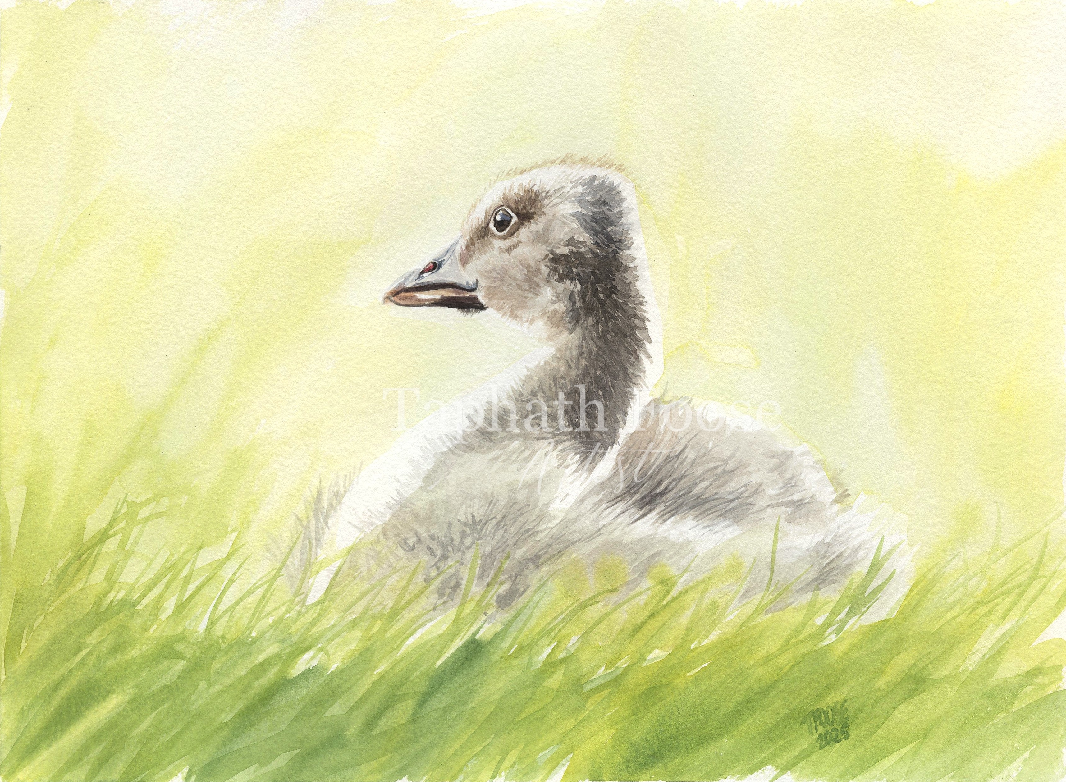 Gosling in the Grass - Image 1