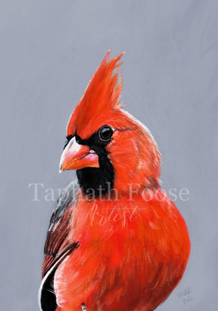 Studly Cardinal