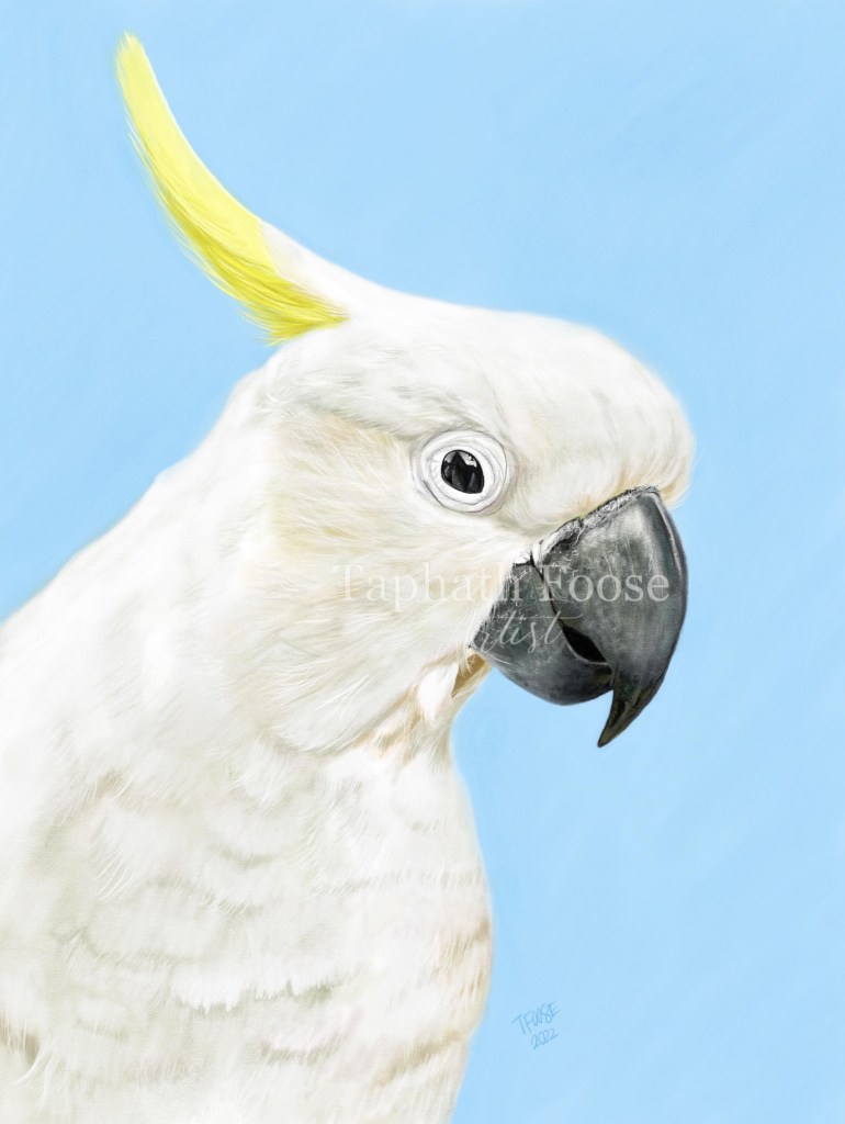 Sulphur Crested Cockatoo