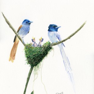 Bird Family