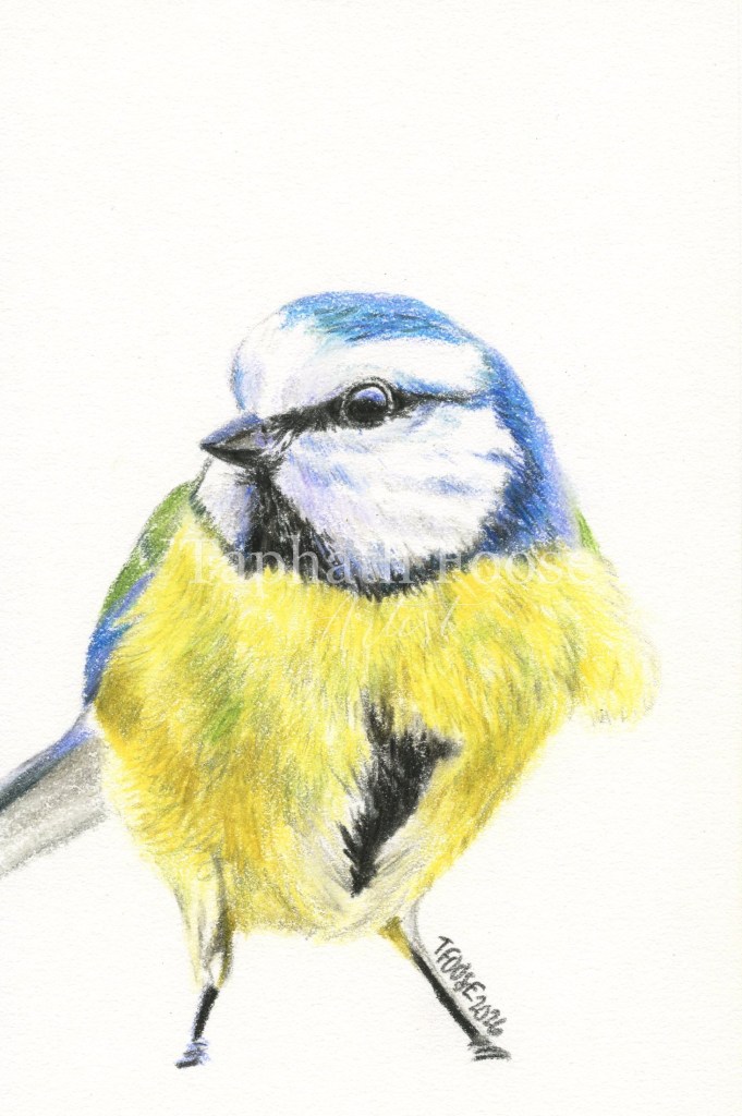 Vibrant Blue Titmouse