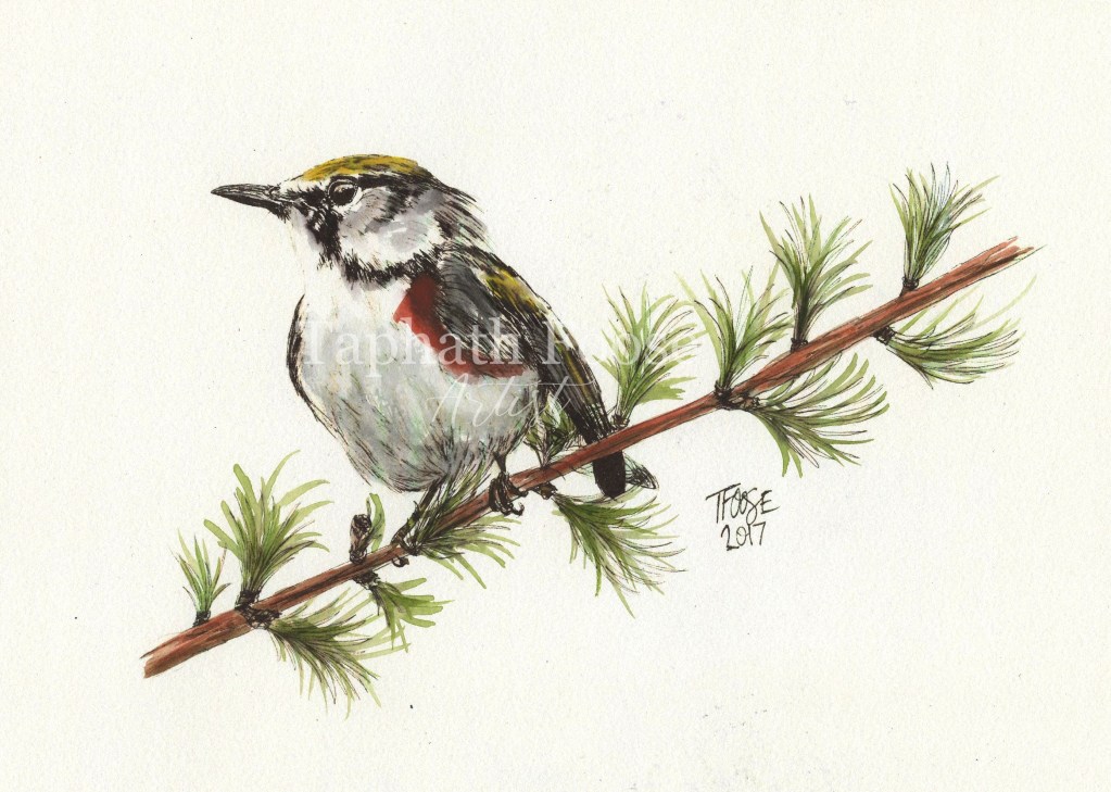 Warbler on a Pine Watercolor